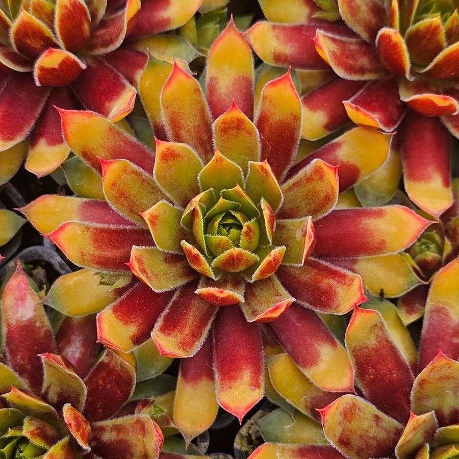 Sempervivum Chick Charms Gold Rush: rozetten in goud en rood
