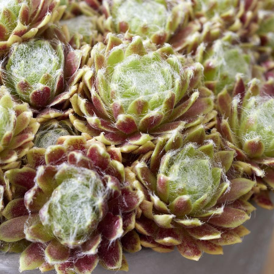 Sempervivum Colorockz Lemon Flare: volle rozetten in groen met rode punten