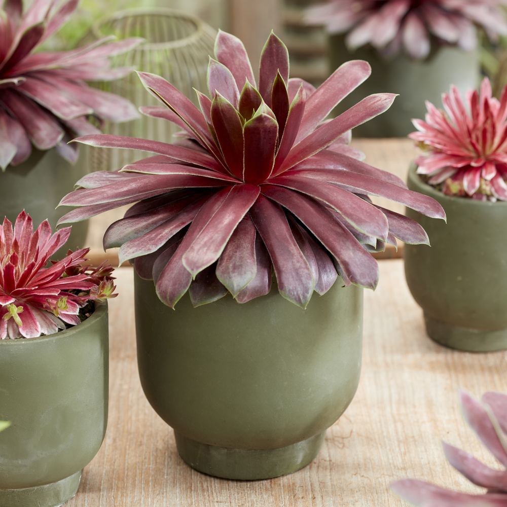 Sempervivum Chick Charms Giants Emerald Explosion: grote rozet in een groene pot
