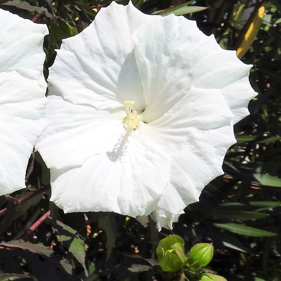 Hibiscus met grote witte bloem