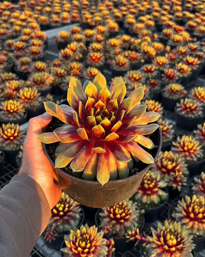 Een rood-gele Sempervivum in pot, met een kas vol dezelfde planten erachter