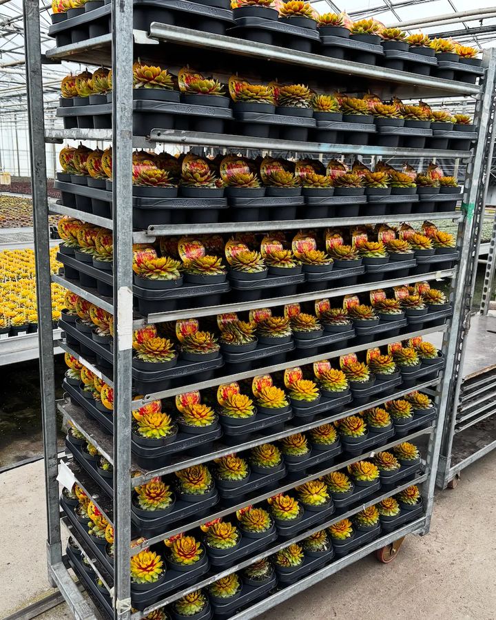 Een kar vol Sempervivum in trays, met etiketten, klaar voor de order