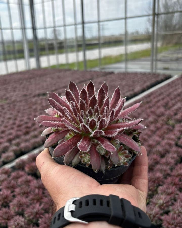 Een Sempervivum in pot in de hand, met een kastafel vol planten erachter