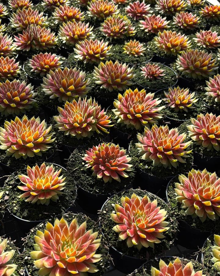 Verkoopklare Sempervivum in pot op de kastafel