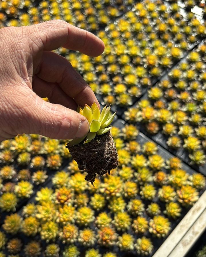 Een geworteld stekje Sempervivum in de hand, met de wortels zichtbaar, boven een tafel vol jonge plantjes